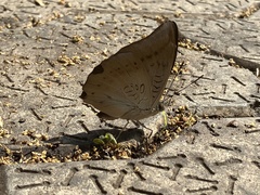 Euthalia aconthea