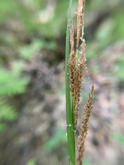 Carex stricta