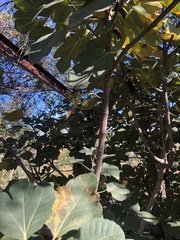 Ficus carica