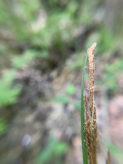 Carex stricta