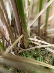 Carex stricta