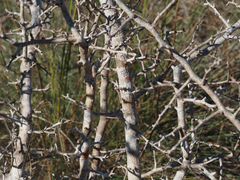 Sideroxylon reclinatum