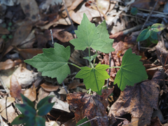 Mikania cordifolia