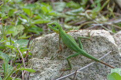 Bronchocela cristatella