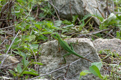 Bronchocela cristatella