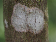 Arthoniomycetes