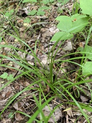 Carex jamesii