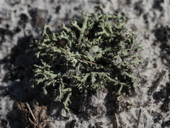 Cladonia leporina