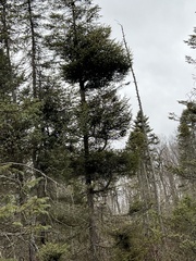 Arceuthobium pusillum