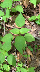 Circaea canadensis