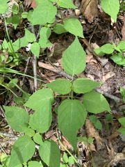 Circaea canadensis