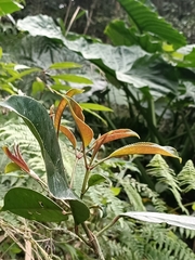 Turpinia formosana