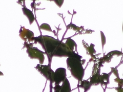 Psilopogon armillaris