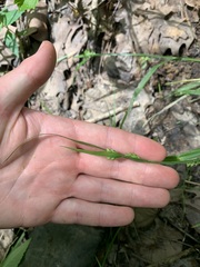 Carex blanda