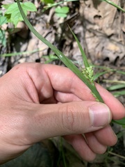 Carex blanda