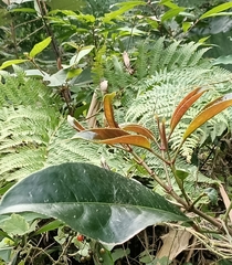 Turpinia formosana