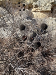 Cephalanthus occidentalis