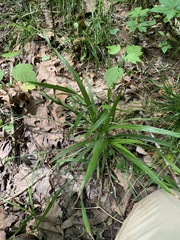 Carex blanda