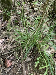 Carex oxylepis