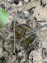 Oophila amblystomatis