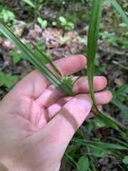 Carex blanda