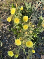 Andryala integrifolia