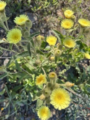 Andryala integrifolia