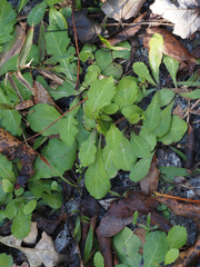 Erigeron quercifolius