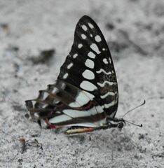 Graphium porthaon