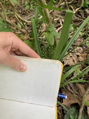 Carex blanda