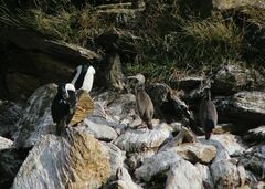Phalacrocorax punctatus