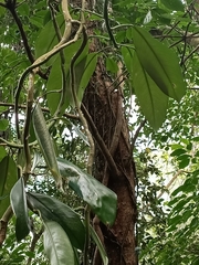 Rhaphidophora hongkongensis