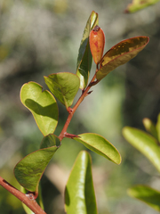 Ximenia americana