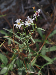 Symphyotrichum simmondsii