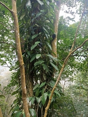 Rhaphidophora hongkongensis