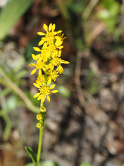 Solidago virgata