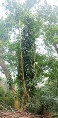 Rhaphidophora hongkongensis
