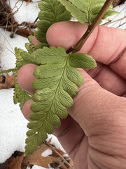 Dryopteris clintoniana