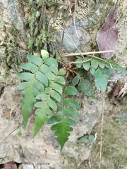 Polystichum lepidocaulon