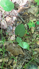 Gonolobinae