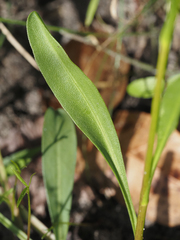 Solidago virgata