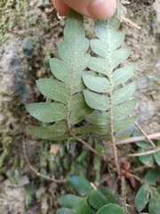 Polystichum lepidocaulon