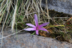 Colchicum filifolium