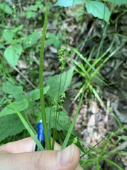 Carex retroflexa
