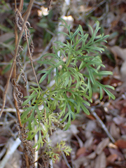 Eupatorium compositifolium