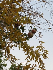 Punica granatum