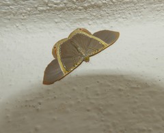 Phrygionis privignaria