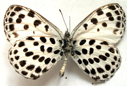 Phengaris atroguttata