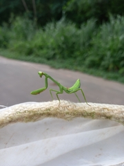 Stagmatoptera