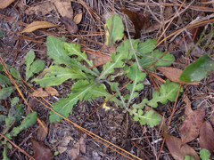 Erigeron quercifolius